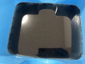 C0005919
