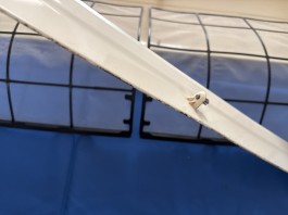 C0004624