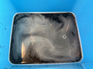 C0007491